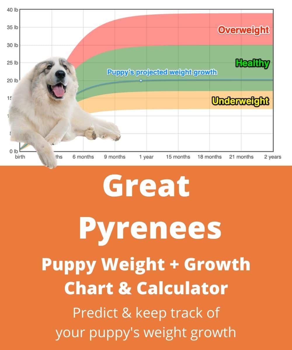 great-pyrenees Puppy Weight Growth Chart